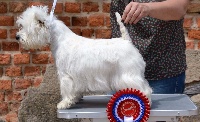 Étalon West Highland White Terrier - Lollobrigida du clos des galinettes
