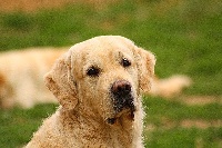 Étalon Golden Retriever - Angel of love de zelkova