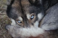 Étalon Siberian Husky - Igloo Titre Initial