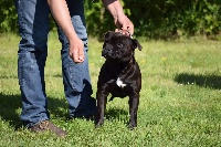 Étalon Staffordshire Bull Terrier - CH. France jagger black jack v.d betuws glorie