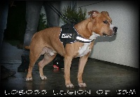 Étalon American Staffordshire Terrier - Loboss dit lyno Legion of JSM