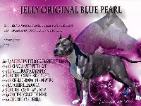 Étalon American Staffordshire Terrier - Jelly original blue pearl (Sans Affixe)
