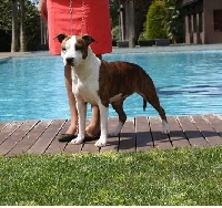 Étalon American Staffordshire Terrier - CH. Lola bella du temple de Gaïa