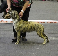 Étalon American Staffordshire Terrier - Lagertha (Sans Affixe)