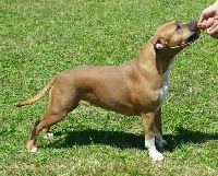 Étalon American Staffordshire Terrier - Skystone warrior princess Of History America