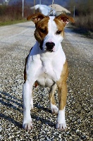 Étalon American Staffordshire Terrier - CH. Circe (Sans Affixe)