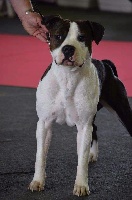 Étalon American Staffordshire Terrier - Gears of war De karysha