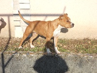 Étalon American Staffordshire Terrier - Laika des Molosses du Senonais