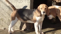 Étalon Beagle - Lola des bords de la Dourdenne