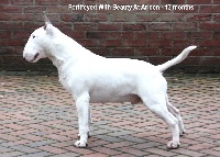 Étalon Bull Terrier - Fortifeyed with beauty At aricon