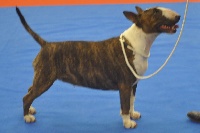 Étalon Bull Terrier - thud & cuddle's Immortal technique