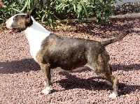 Étalon Bull Terrier - Janis-joplin of Bull's city