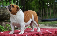 Étalon Bulldog Anglais - Lollipop chupa chups Bubble Steel