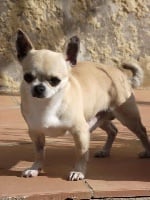 Étalon Chihuahua - ugnies zenklas Duncan