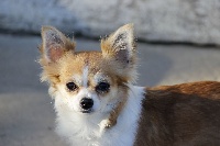 Étalon Chihuahua - Indy (Sans Affixe)