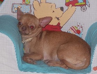 Étalon Chihuahua - Lovely Des Gourmandises De Strass
