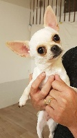Étalon Chihuahua - Joy Des Petits Grands Bonheurs