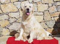 Étalon Golden Retriever - Little joy du Sarmizegetusa Regia