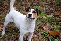 Étalon Jack Russell Terrier - Lulu du Bois des Carnutes
