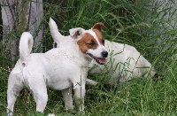 Étalon Jack Russell Terrier - Jeena (Sans Affixe)