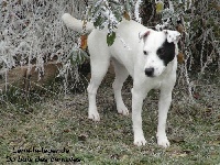 Étalon Jack Russell Terrier - Léna-la-légende du Bois des Carnutes