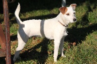 Étalon Jack Russell Terrier - Mabel white Du Giron