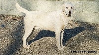 Étalon Labrador Retriever - Lipton De L'Etang Balancet