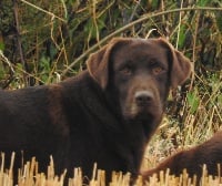 Étalon Labrador Retriever - Just love Du Moulin Sault