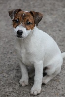 Étalon Parson Russell Terrier - Mahalo du Coeur d'Escaudes