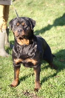 Étalon Rottweiler - Label du Domaine de la Rêverie