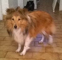 Miaki golden lady Des mille eclats des tournesol