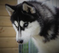 Étalon Siberian Husky - Let it be dit lover des reves de neige
