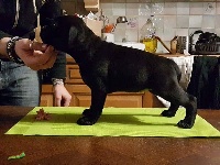 Étalon Staffordshire Bull Terrier - Miss perfect De Rêves Et D'etoiles