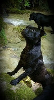 Étalon Staffordshire Bull Terrier - I'm cute and cool des kitchou'Pitchou