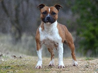 Étalon Staffordshire Bull Terrier - Demon Black Life is a fight you must win