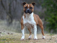 Étalon Staffordshire Bull Terrier - Demon Black Life is a fight you must win