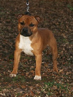 Étalon Staffordshire Bull Terrier - Mastoc (Sans Affixe)