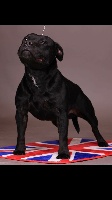 Étalon Staffordshire Bull Terrier - Igloo By familystaff