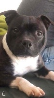Étalon Staffordshire Bull Terrier - Lonsdale traffik girl de Fambuena Didaho