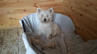 Étalon West Highland White Terrier - Lollipop Du hameau des landes