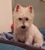 Étalon West Highland White Terrier - Julia Des Sources De La Liane