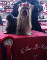 Étalon Yorkshire Terrier - CH. H isatys queen D'ivena des lys