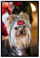 Étalon Yorkshire Terrier - Jezabel princess De L'Eternelle Smartys