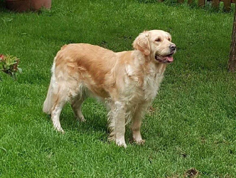 Les Golden Retriever de l'affixe   Du Domaine D'Asco