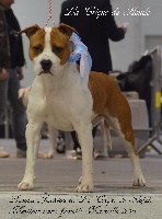 Étalon American Staffordshire Terrier - CH. Latoya jackson De la crique du Flojule