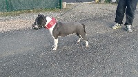 Étalon American Staffordshire Terrier - Laya (Sans Affixe)