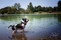Étalon American Staffordshire Terrier - Infinity gaza lovely boy De karysha