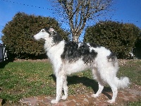 Étalon Barzoi - bel etual Bagration prince ivan