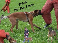 Étalon Berger Belge - Gessy Old blue family