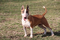 Étalon Bull Terrier - Dreams Of A Day Juna